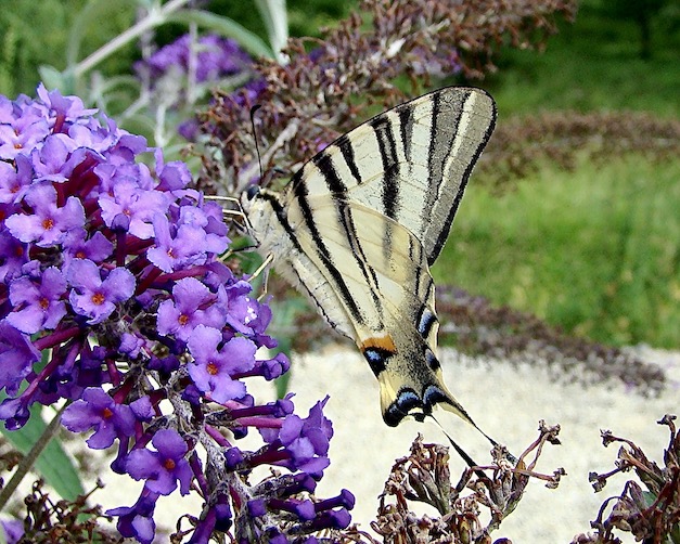 scarce swallowtail